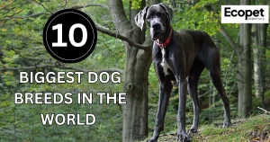 10 Biggest dog breeds