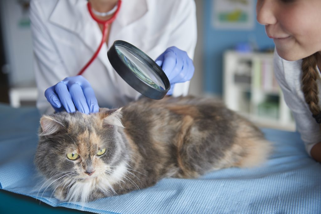 A cat at the vet, checking condition of cat's fur and skin