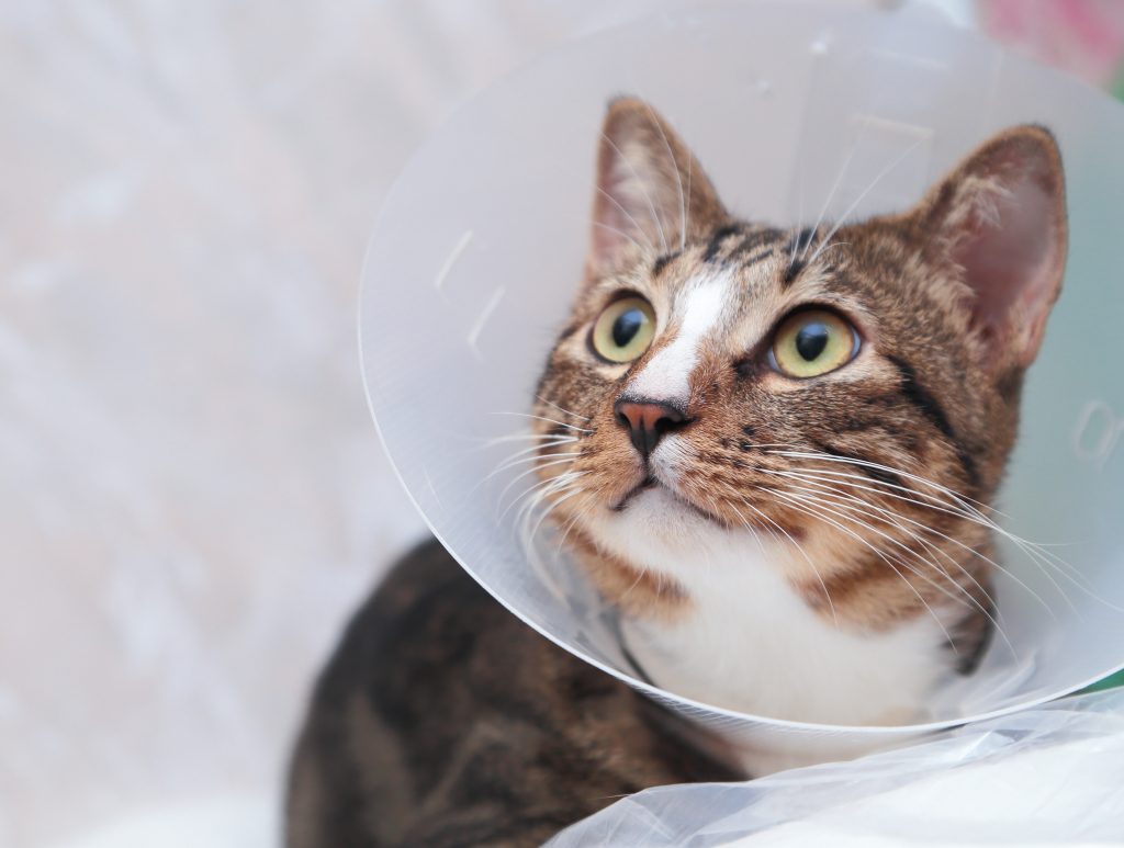best flea medicine for dogs without vet prescription