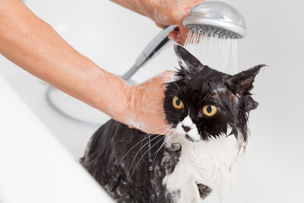 cats and fleas treatment
