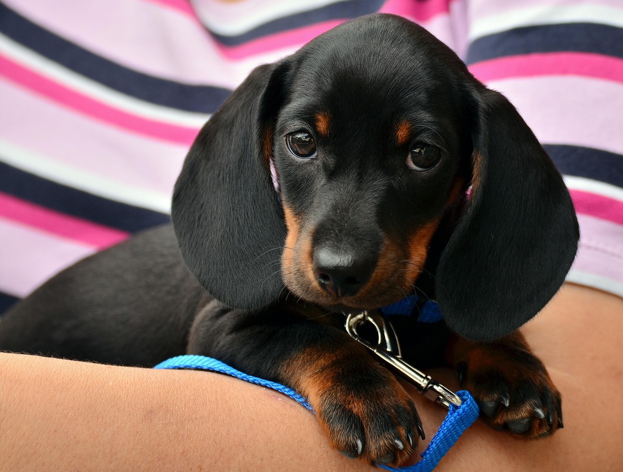 A woman holds a black and tan dachshund puppy, smiling gently as the puppy looks up at her.