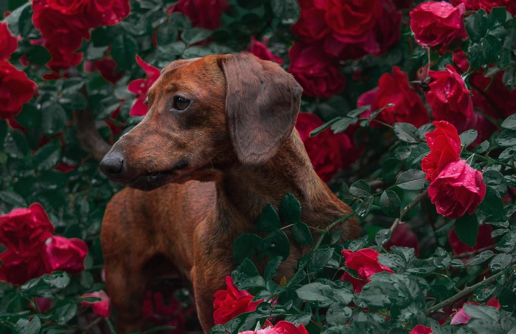 Price of Wiener Dogs & What to Expect
