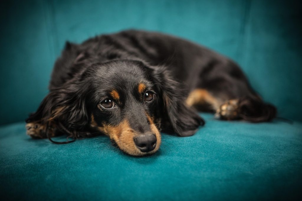 how long do dachshunds live?