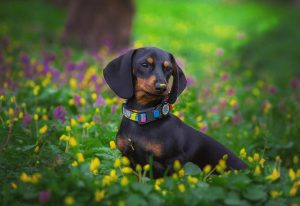 standard dachshund