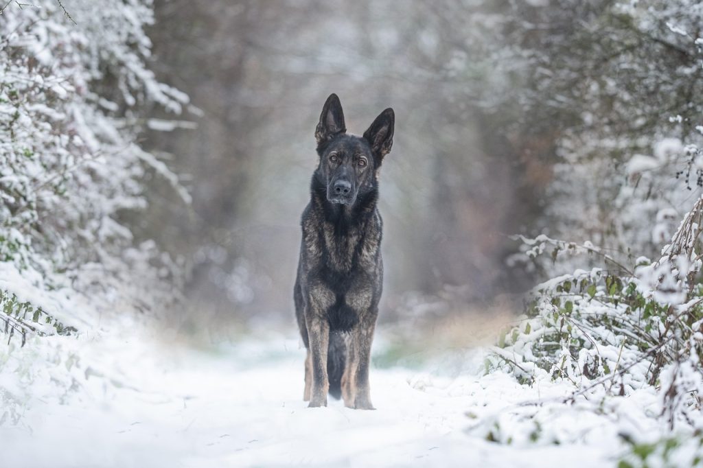 german shepherd health issues