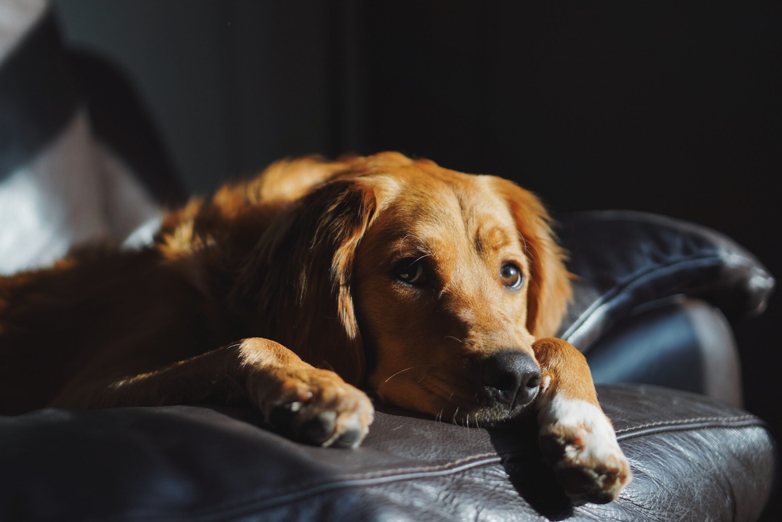 A Basset Fauve de Bretagne resting comfortably on a brown leather couch, with its head resting on the armrest.