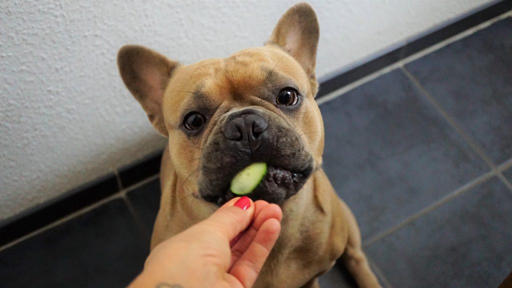 what fruits can dogs eat
