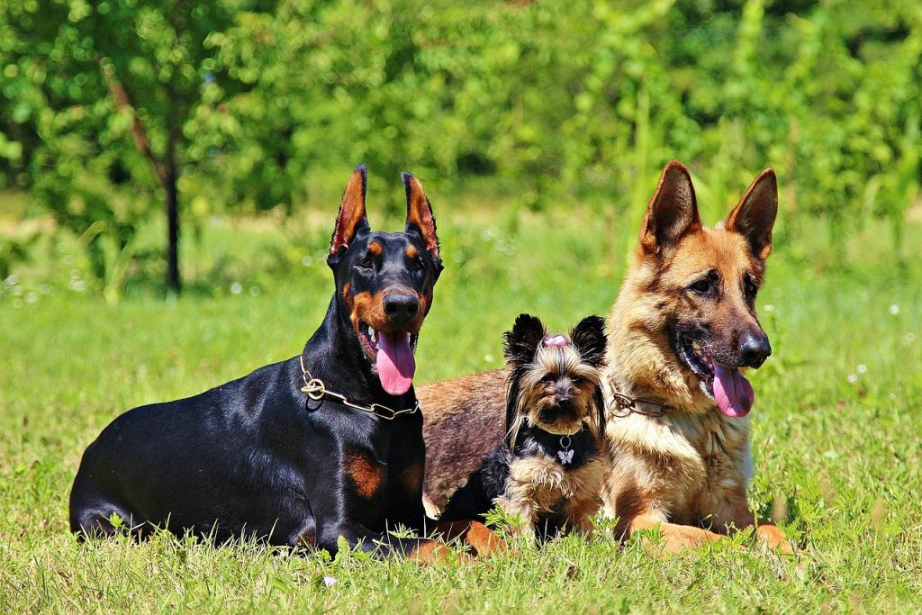 How long do German Shepherds live?
