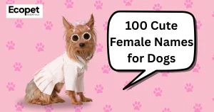 100 feminine name for dog
