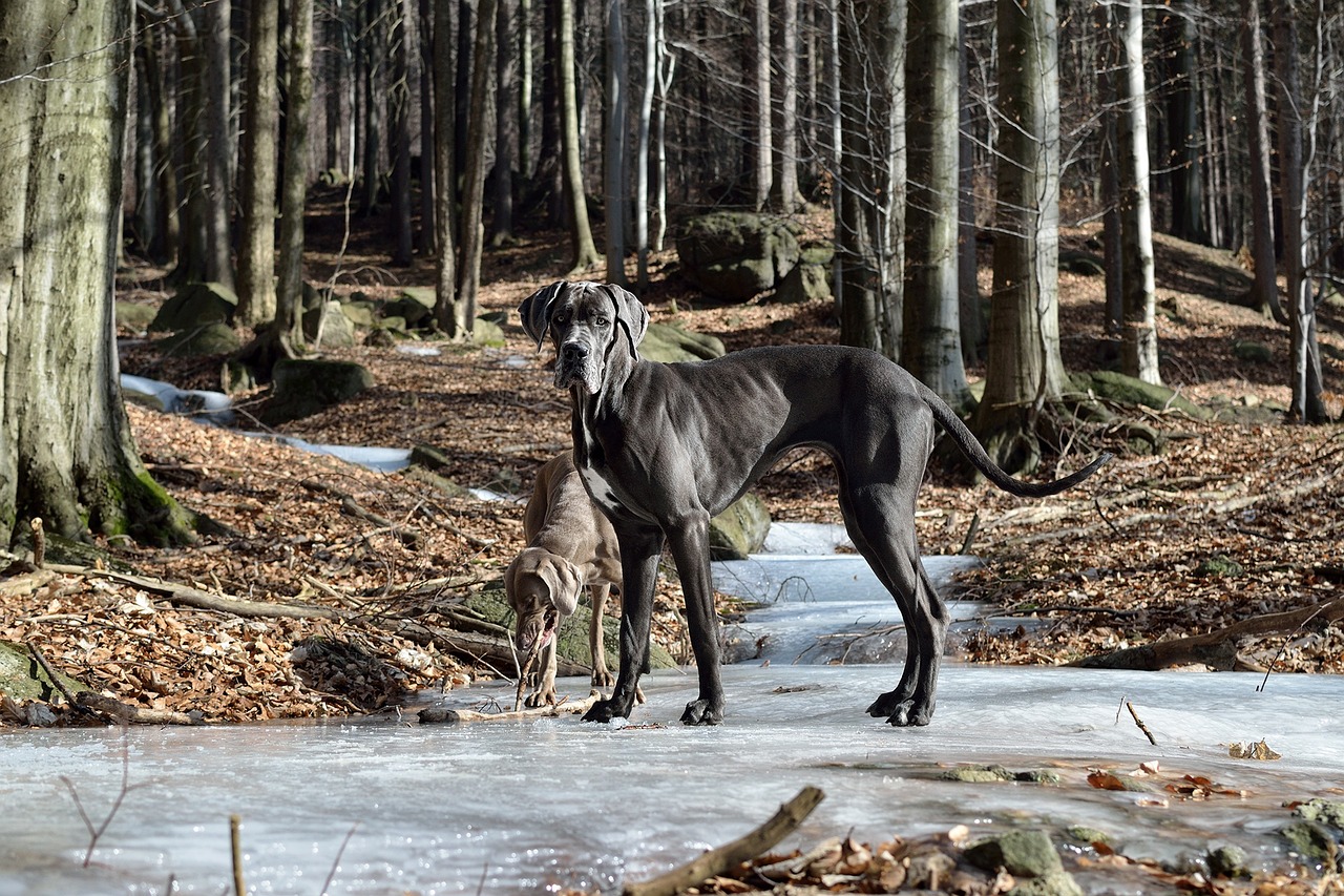 a black Great Dane standing on ice