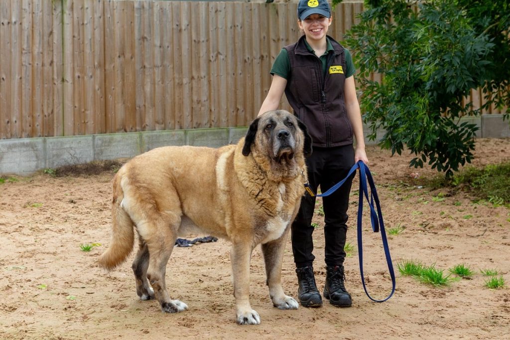 Anatolian Shepherd