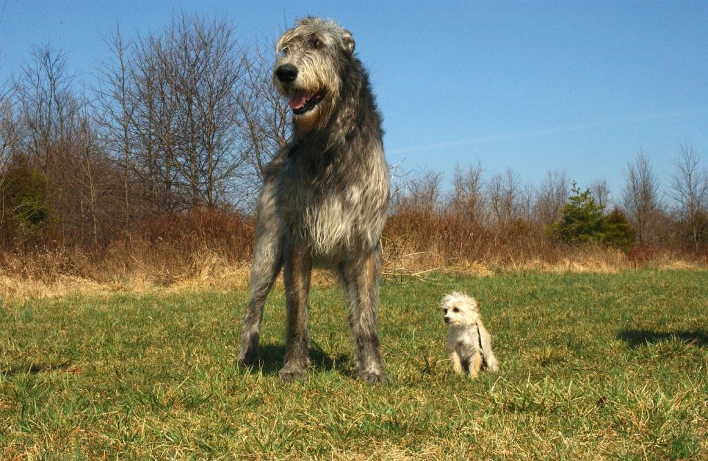 biggest dog breed