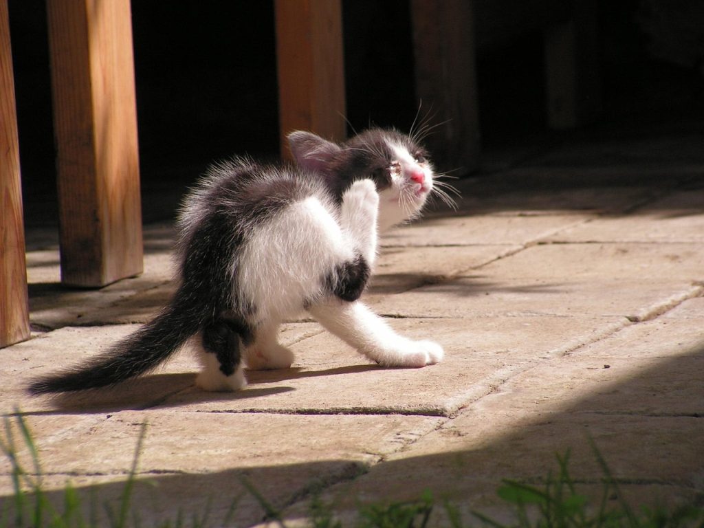 Can my Indoor Cat get Fleas? 