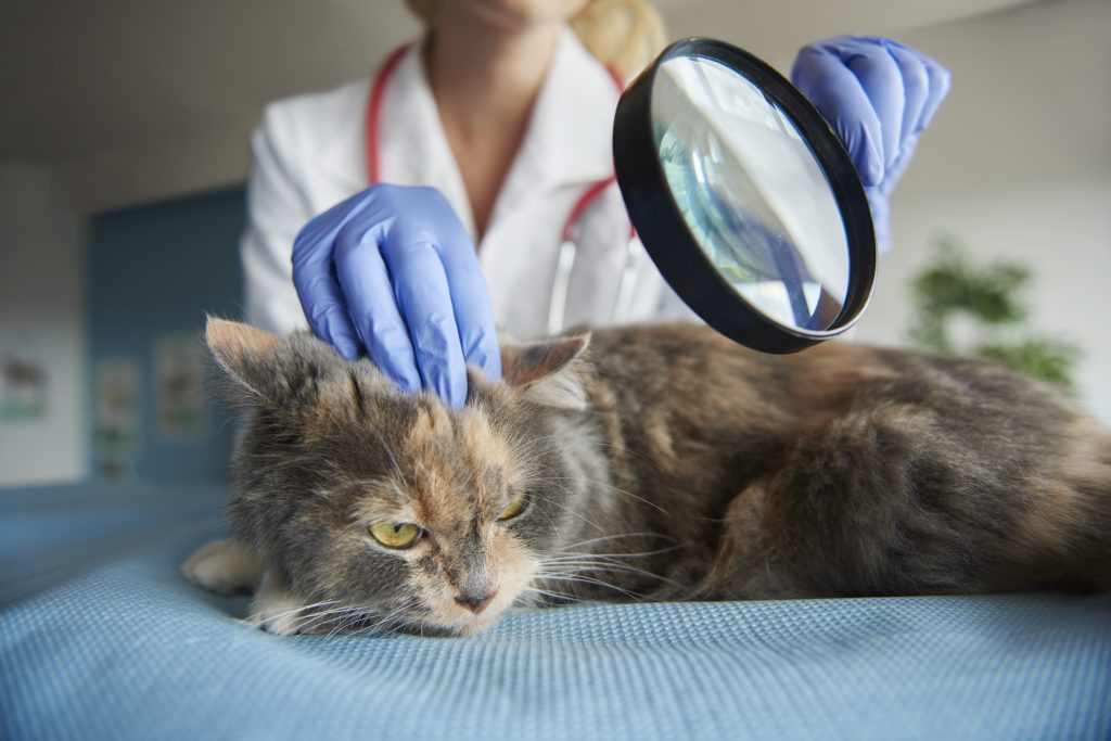 how do indoor cats get fleas