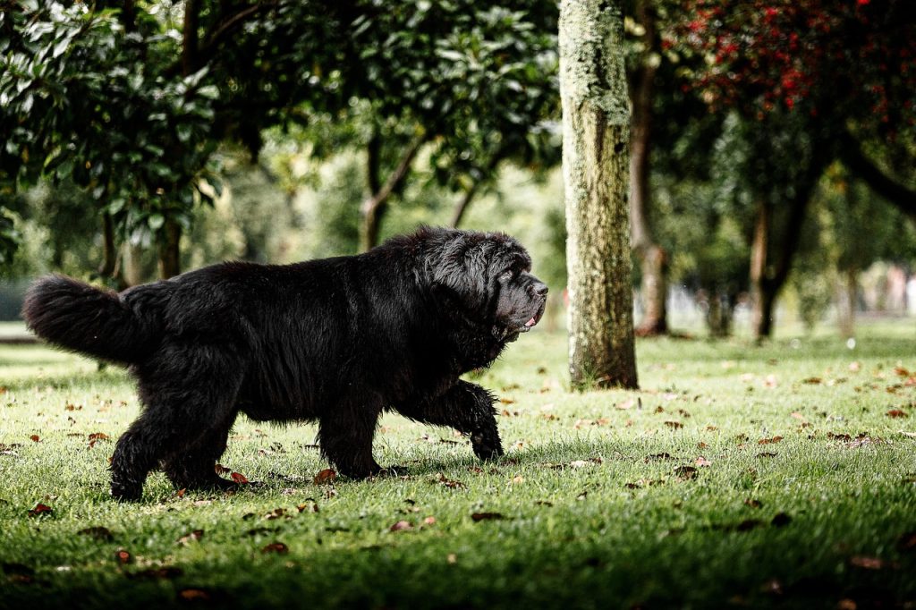 Newfoundland Dog