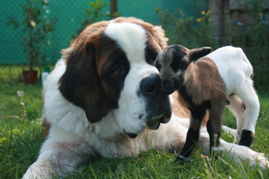 Gentle big dogs 