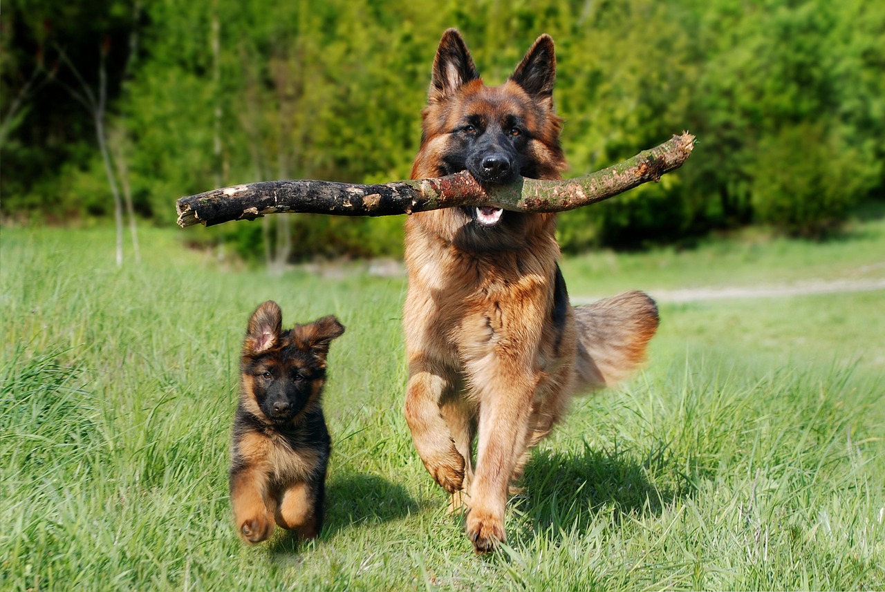 German shepherd dog joyfully running with a stick in its mouth, showcasing energy and playfulness in an outdoor setting.