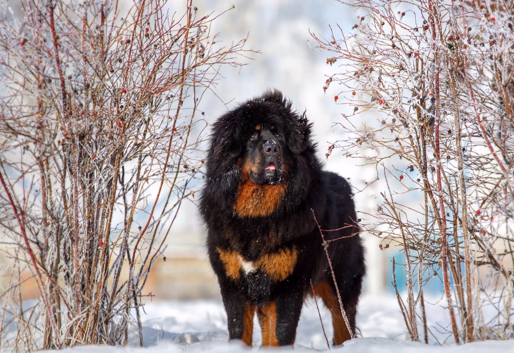 Tibetan Mastiff