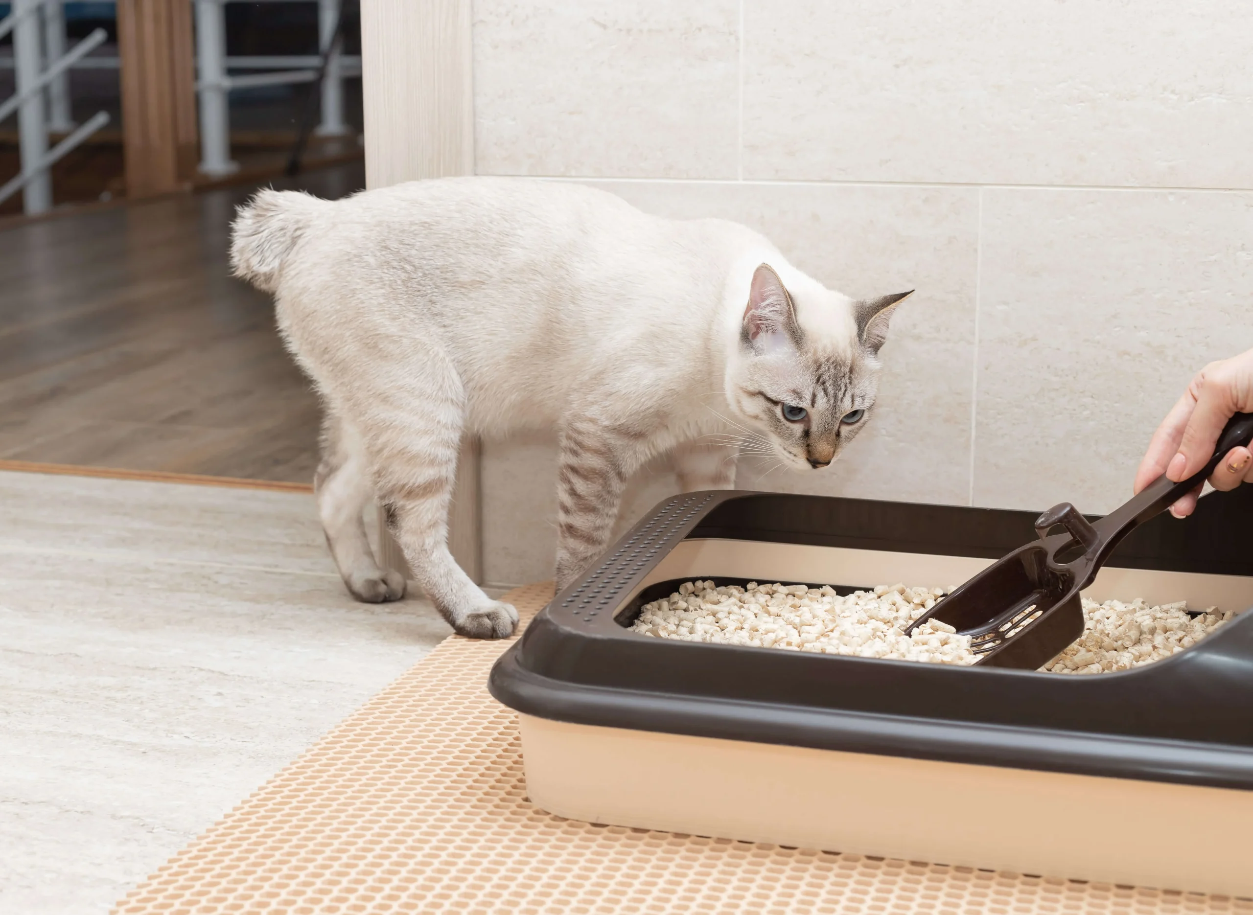 A cat is looking at its litter box, which is being cleaned with a scooper. Its head lowered and focused on the contents inside.