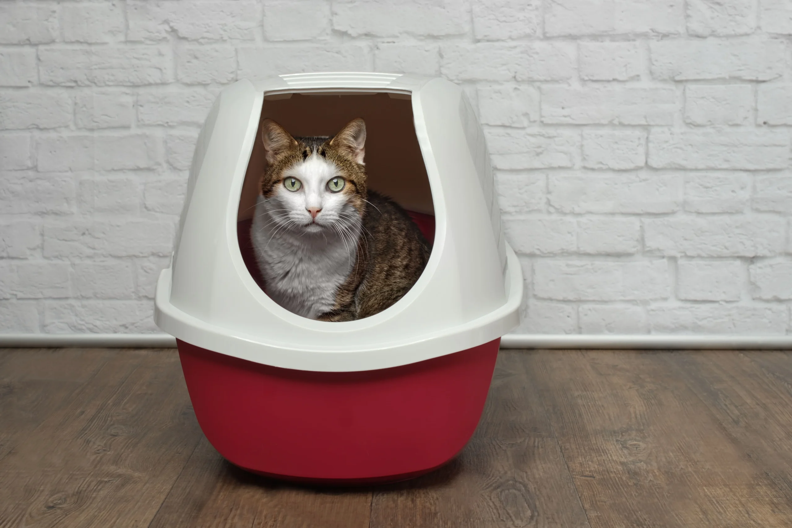A cat sitting in a litter box against a white brick wall background.