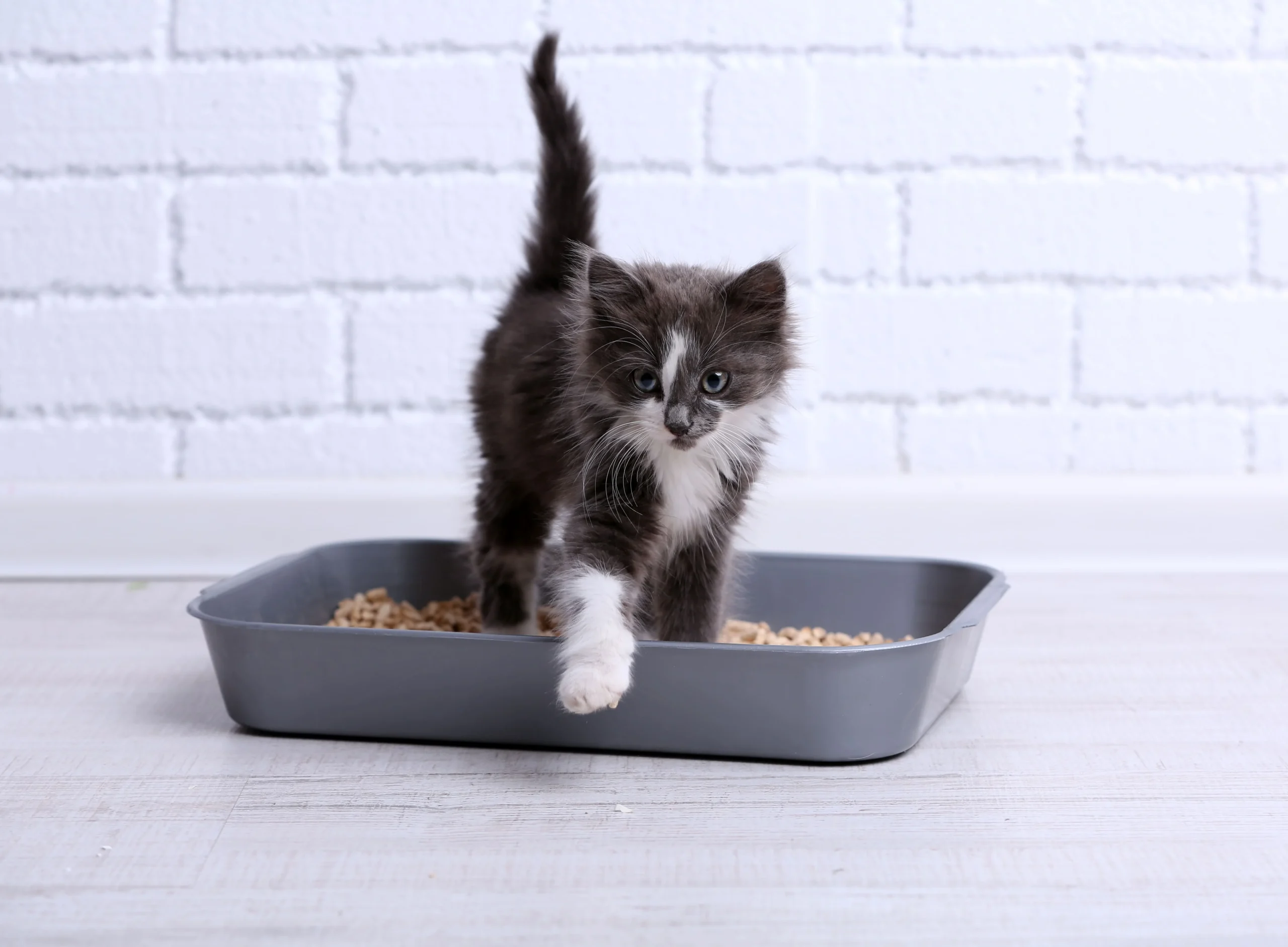 A small gray kitten stands in a litter box, looking curiously at its surroundings.