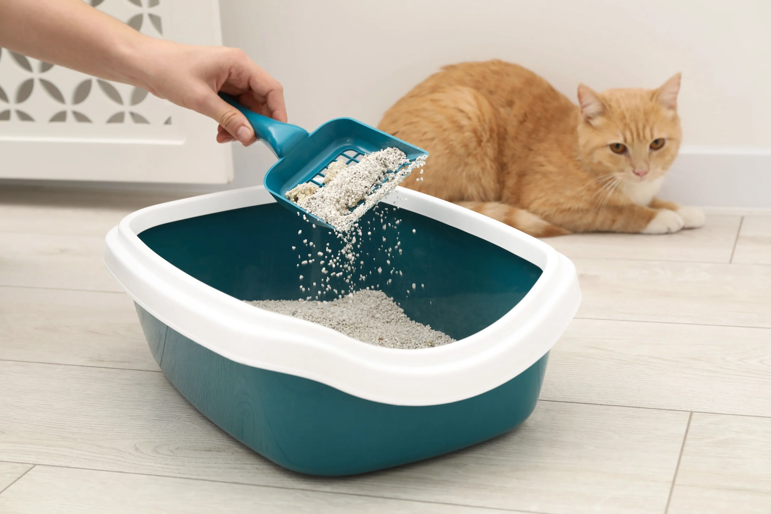 A person scoops litter from a litter box using a scoop, maintaining cleanliness for their orange cat.