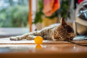 A relaxed cat lying on the floor, with its eyes closed and paws stretched out comfortably.