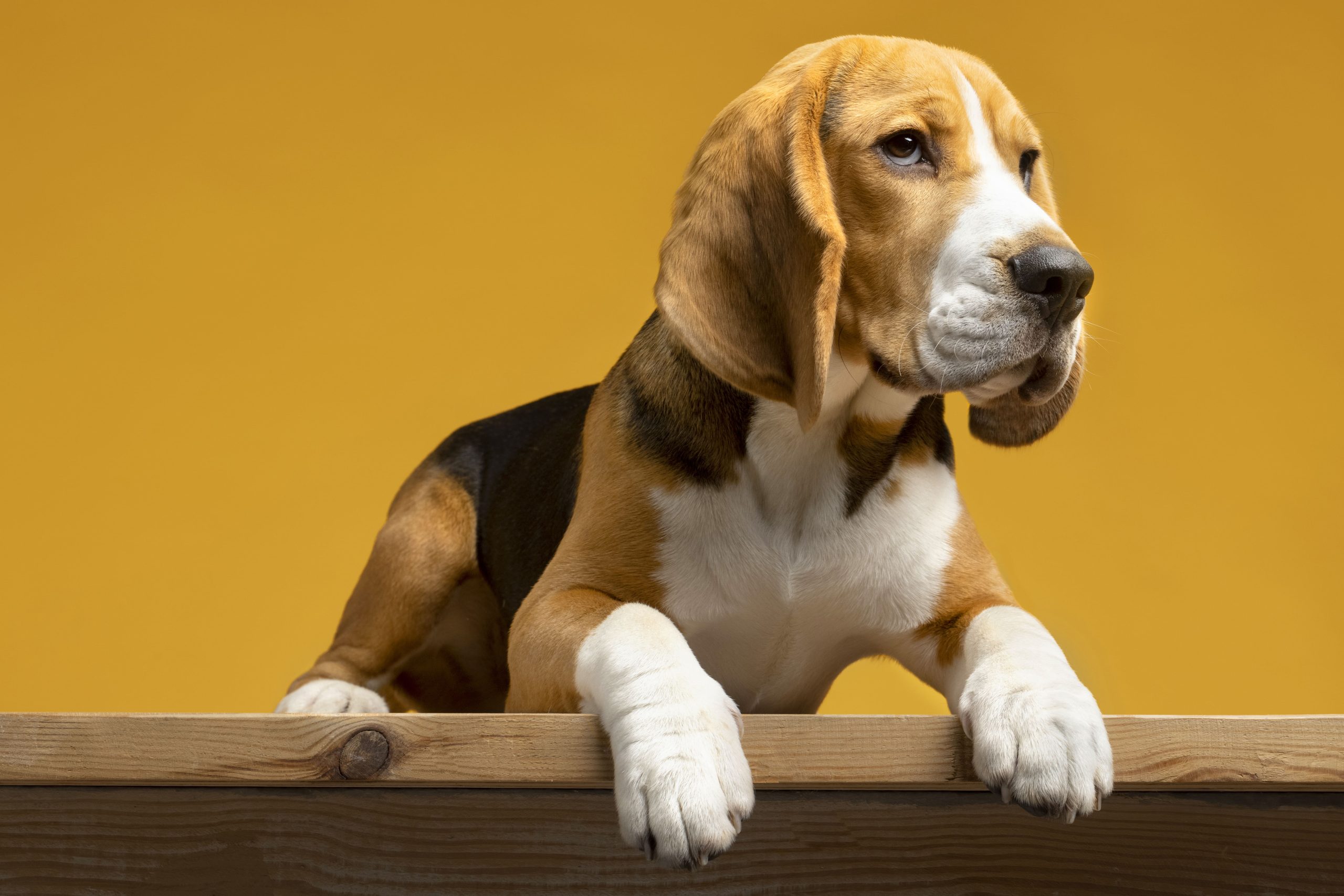 A beagle dog sitting on a wooden table, looking curiously at the camera with its ears perked up.