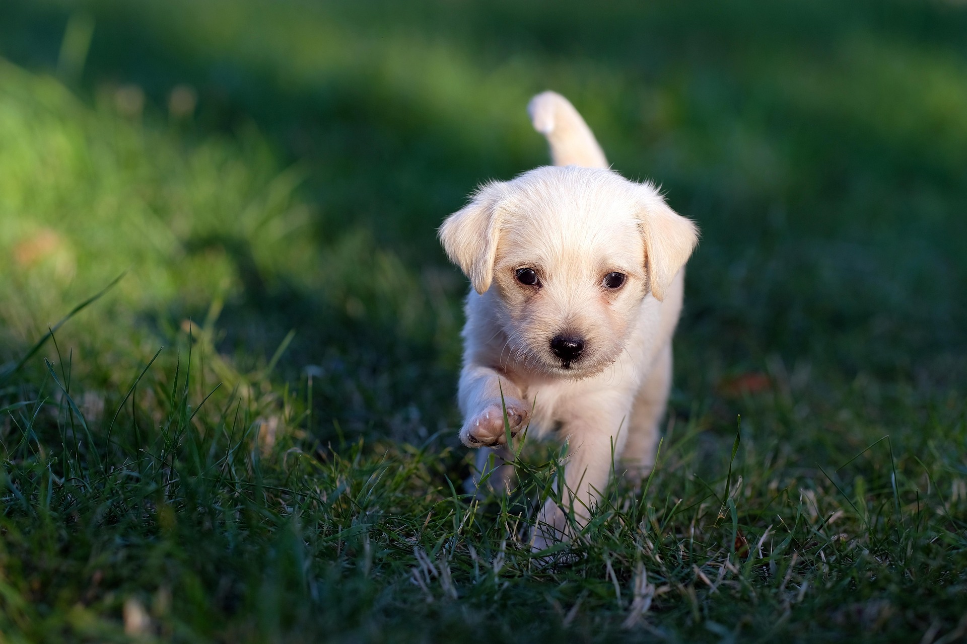 an adorbale cavapoo puppy in a green lawn 