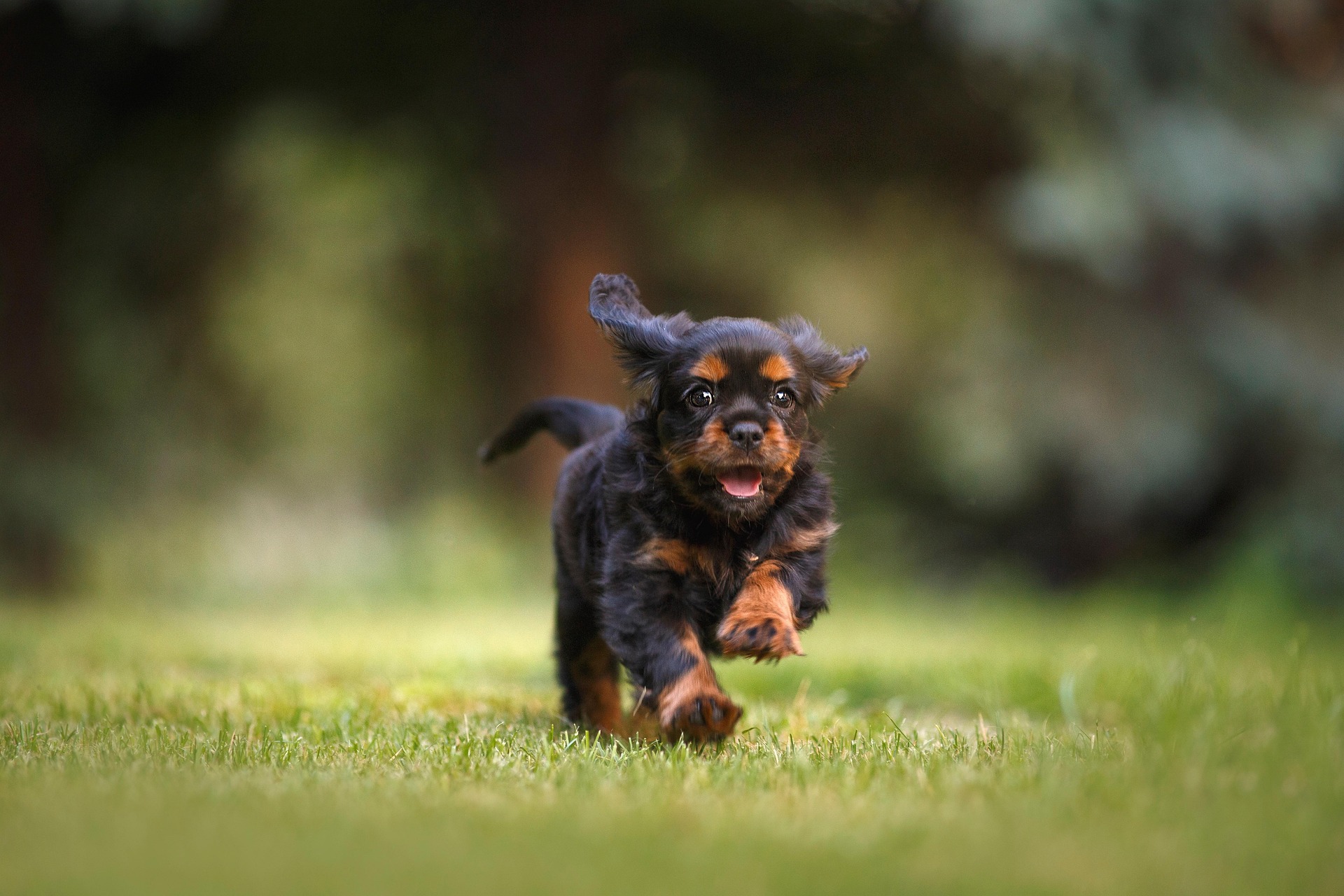 Morkie puppy running in a field