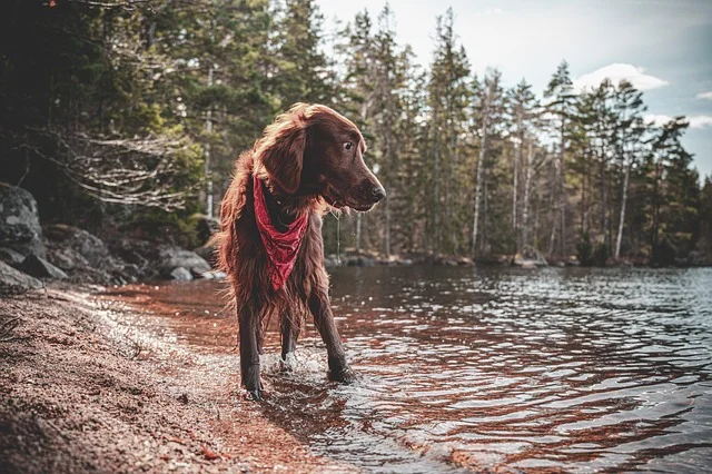 irish setter photos