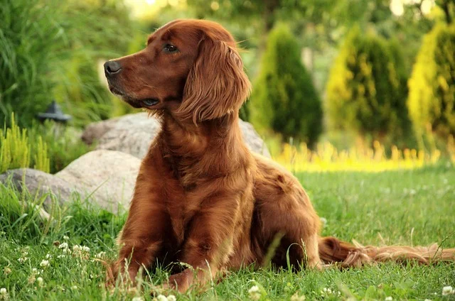 picture of red setter dog