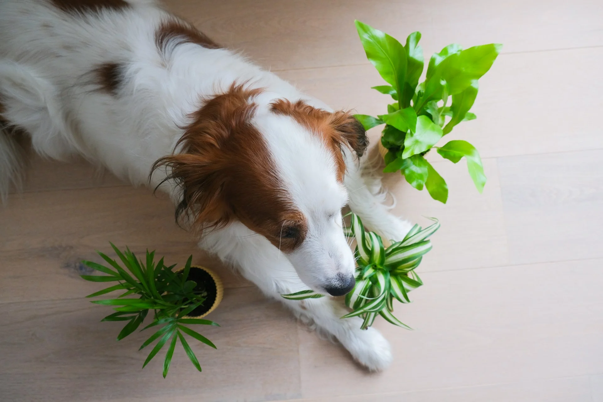 A dog sits on the floor surrounded by pravi celer, green plants, creating a serene indoor atmosphere.