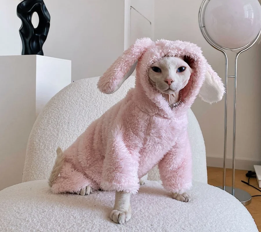A Sphynx cat in a bunny costume sits on a chair, looking playful and whimsical.