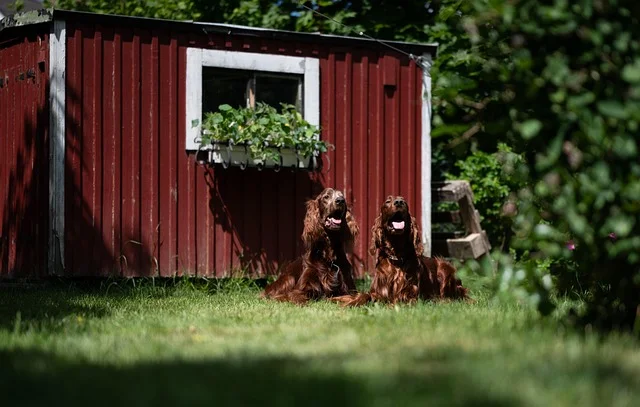 pictures of irish setters