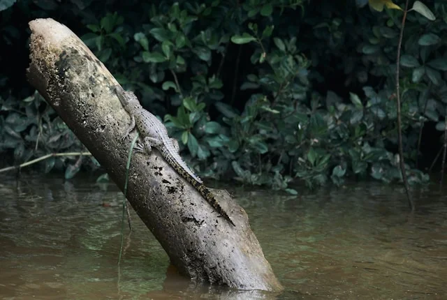 A crocodile rests on a log in the water, partially submerged, surrounded by a serene natural environment.