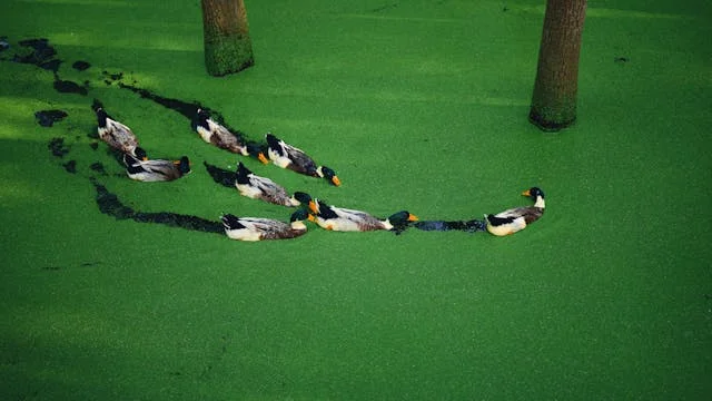 Ducks swimming in a pond covered with green algae, surrounded by lush greenery and reflecting water.