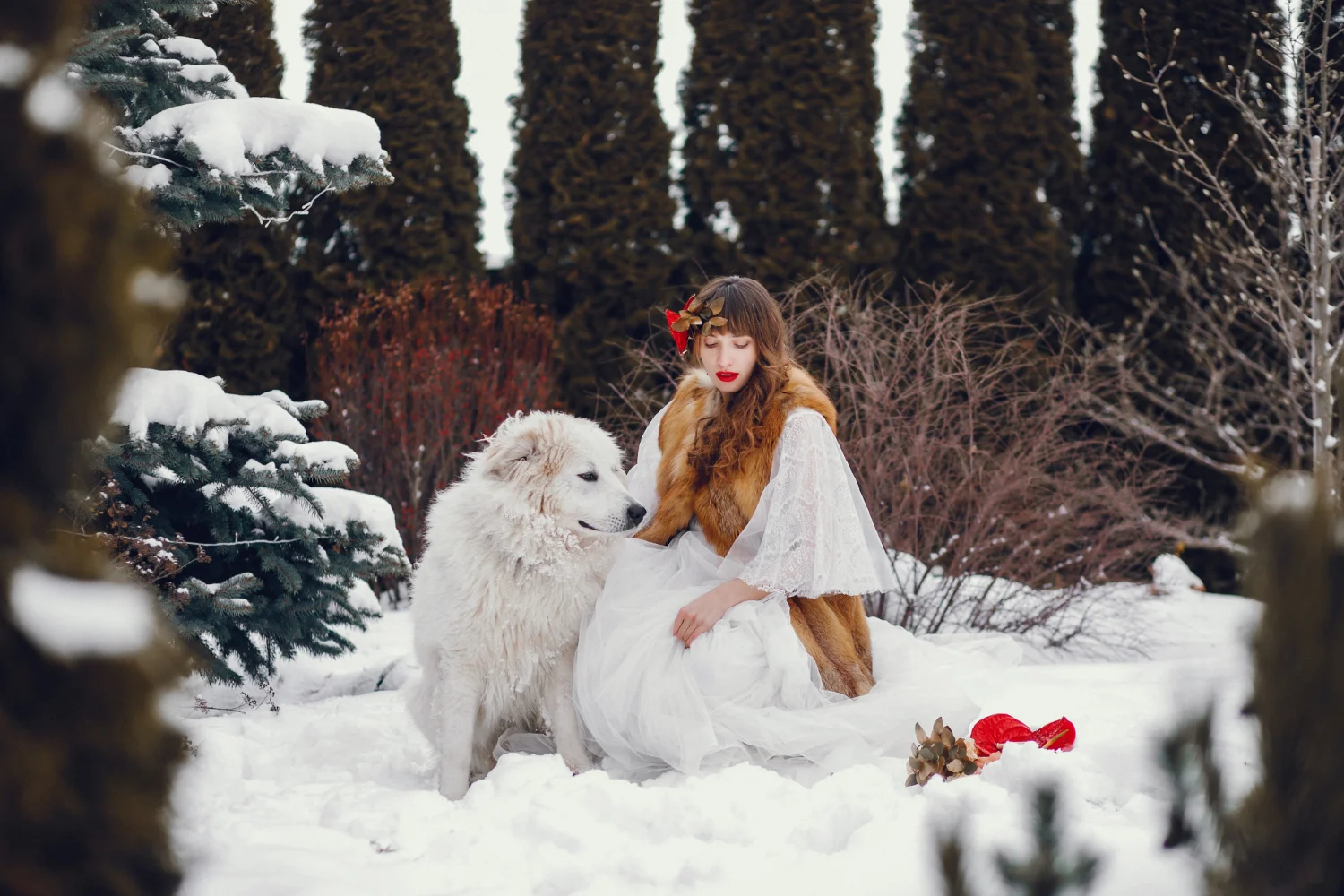 Great Swiss Mountain Dog is the perfect capricon dog 