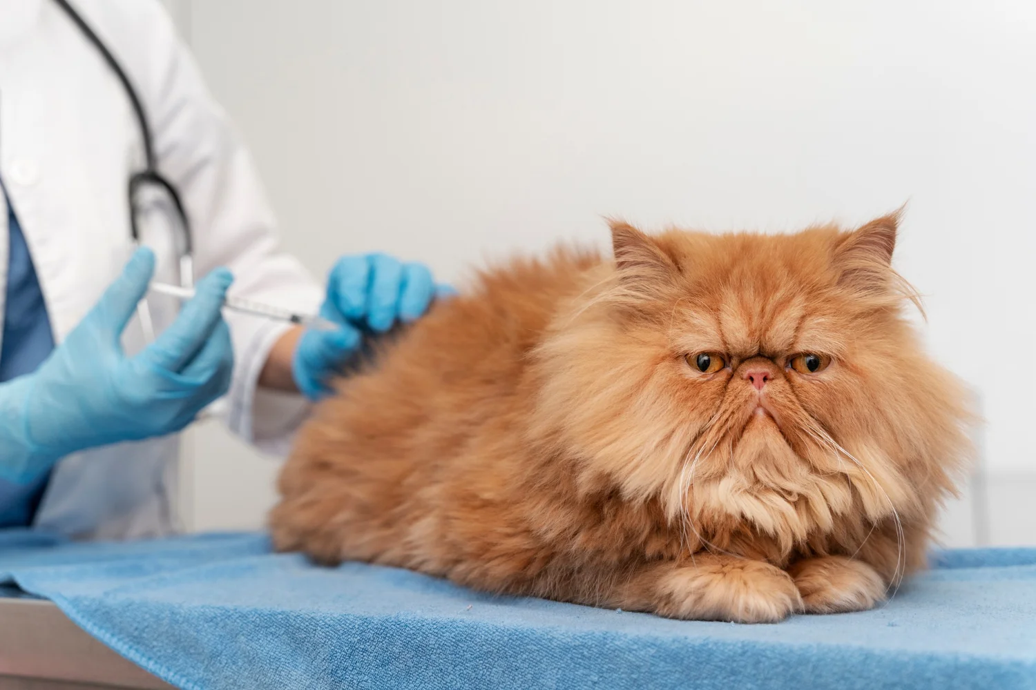 A veterinarian examines a cat while preparing to administer a FVRCP vaccination with a syringe.