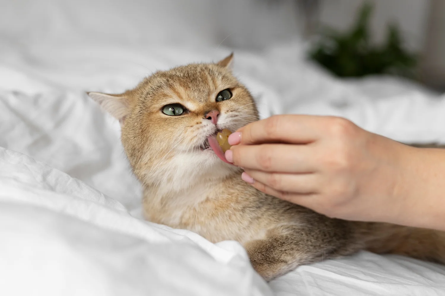 cat eating dental treats for drooling issues
