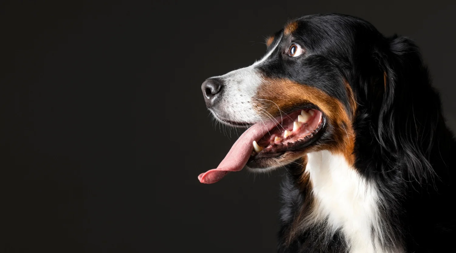 A playful dog with its tongue out, set against a solid black background.