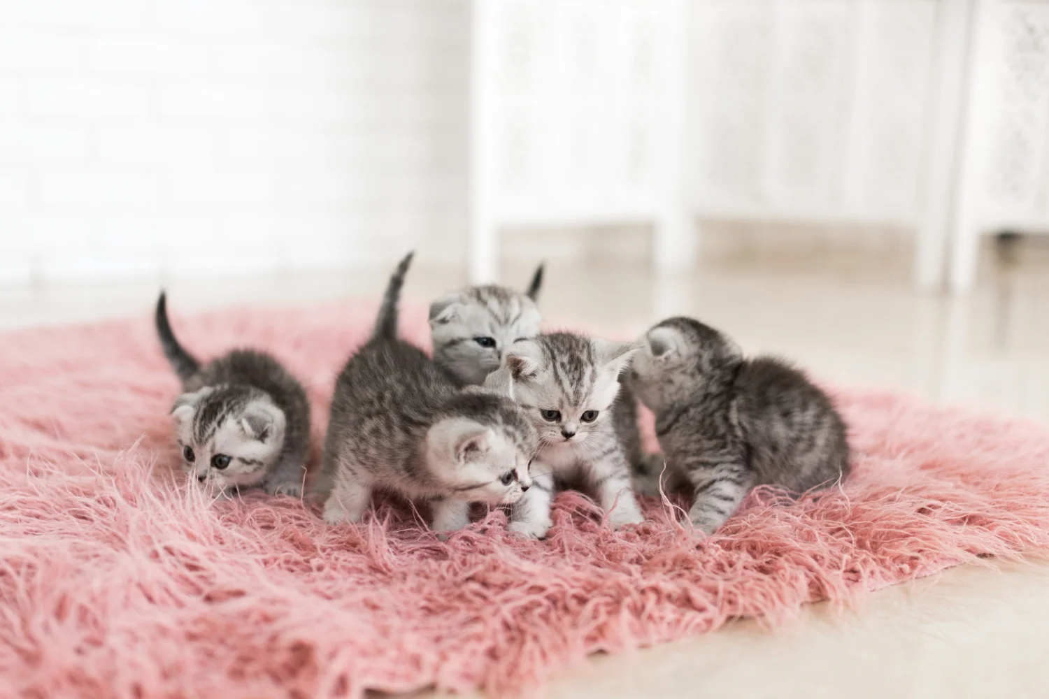 Four playful kittens frolic on a soft pink rug, showcasing their playful antics and adorable personalities.