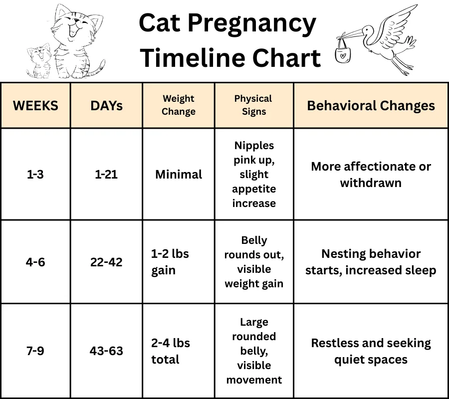 Cat pregnancy chart that helps owners understand the gestation periods and chnages.