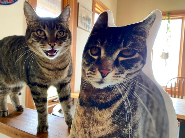 Cat pillows from all about vibe