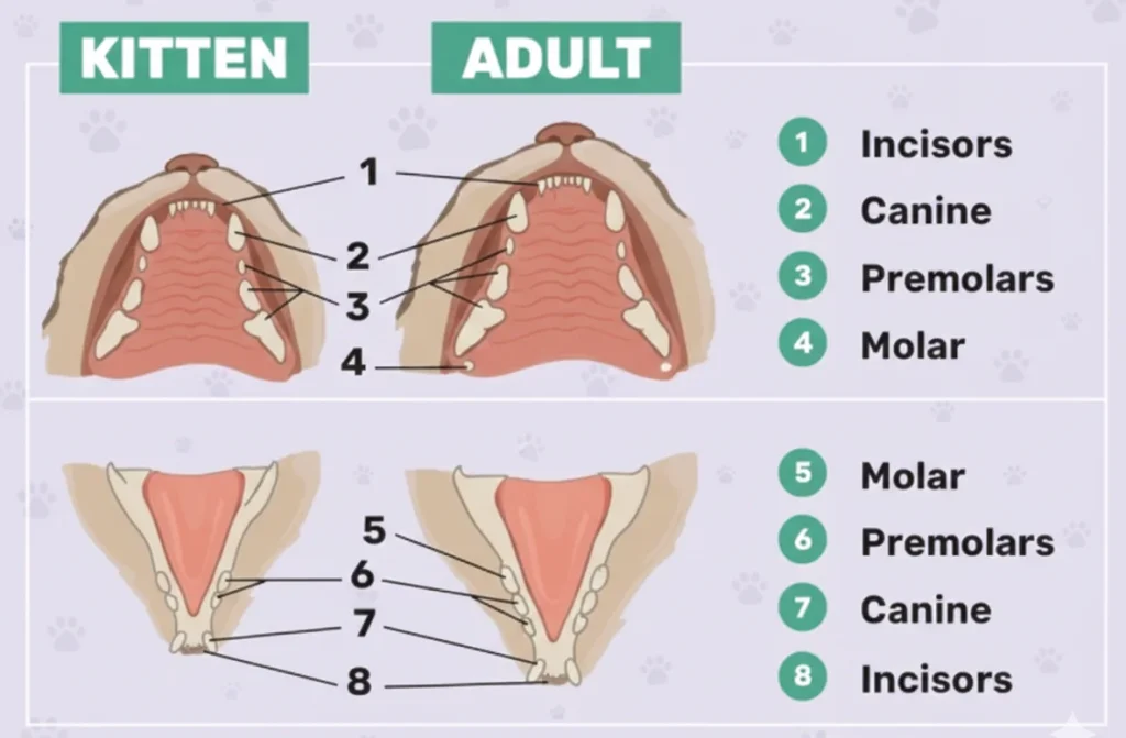 dental chart for cats