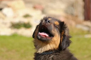 A puppy yawns while looking up at the camera, showcasing its playful and relaxed demeanor.