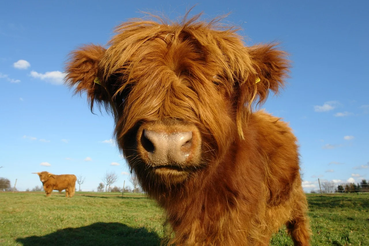 A brown mini highland cow standing in a green field under a clear blue sky.