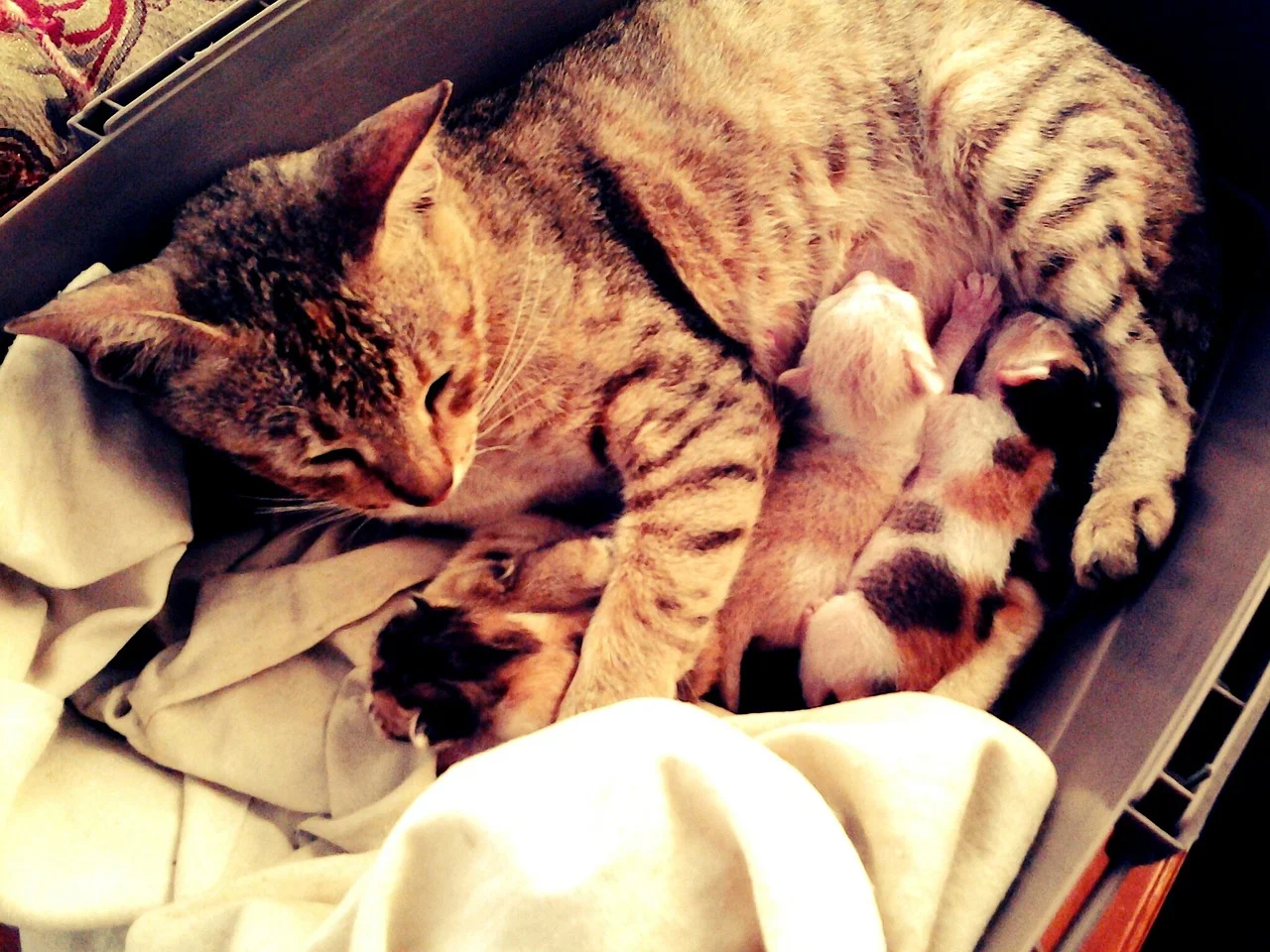 A mother cat and her playful kittens nestled together in a cozy box.