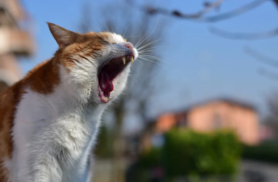 cat yawning and showing its teeth