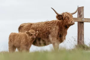 A mini highland cow and a calf stand beside a wooden cross in a rural setting, highlighting a peaceful farm scene.
